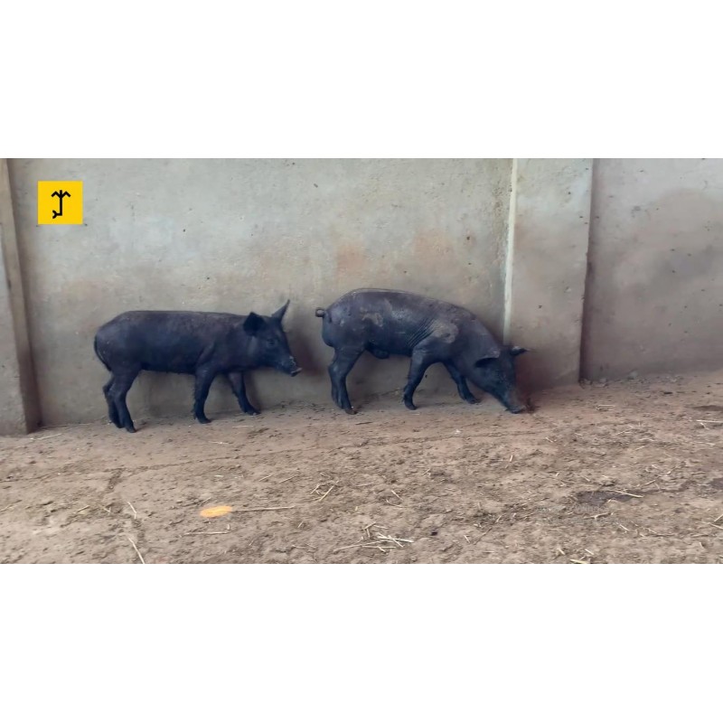 Porcos Caatingueiros