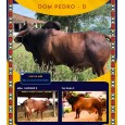 Dose de sêmen de touro da raça Sindi - Dom Pedro D
